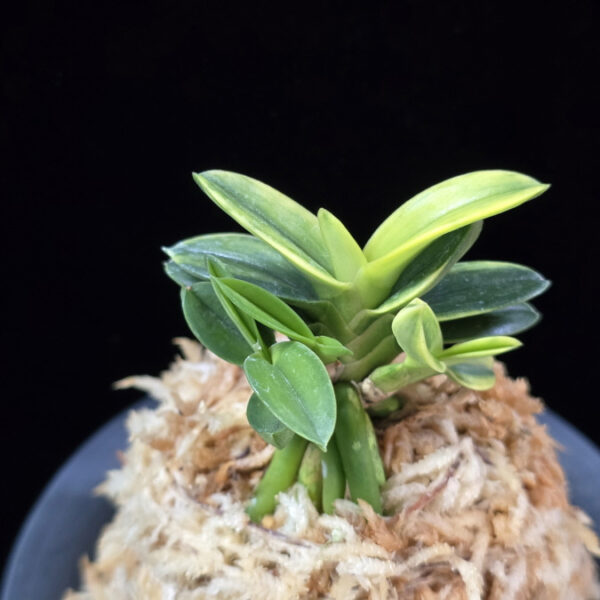 취월호 翠月湖 Chwiwolho(Seedling)