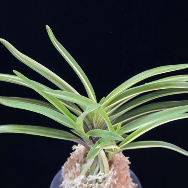 엄미호 奄美縞 Amami Shima