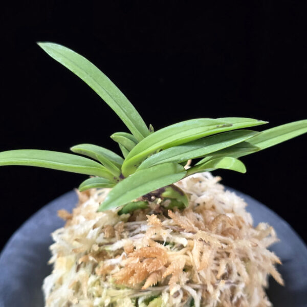 뇌호지검 瀬戸之剣 Seto no Tsurugi