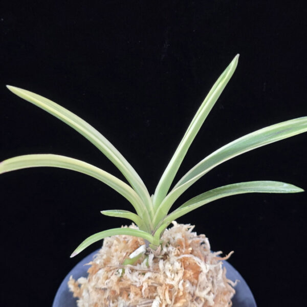 유리 琉璃 Yuri (Amami Kanpaku)