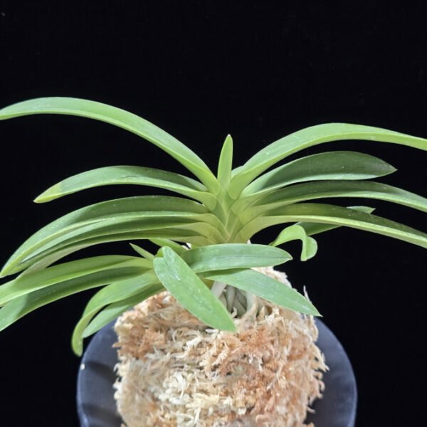 장자홍 長紫紅 Jangjahong