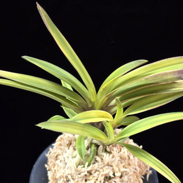 서황 瑞煌 Seohwang