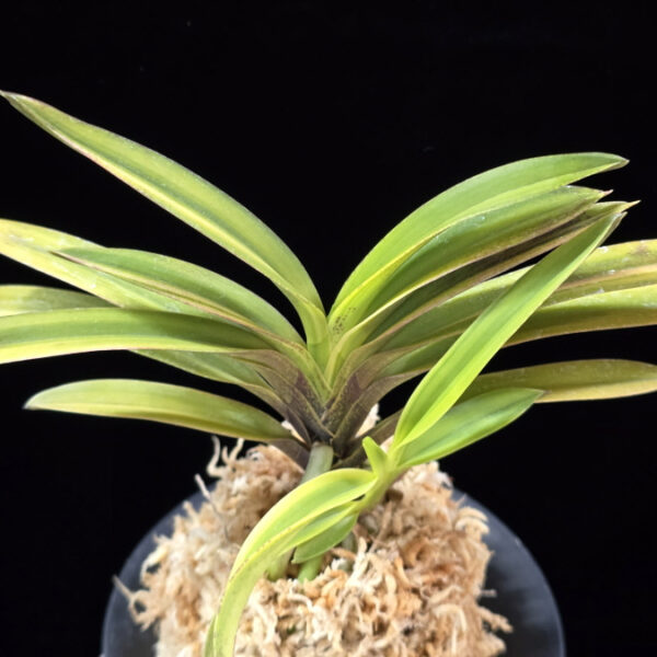 서황 瑞煌 Seohwang