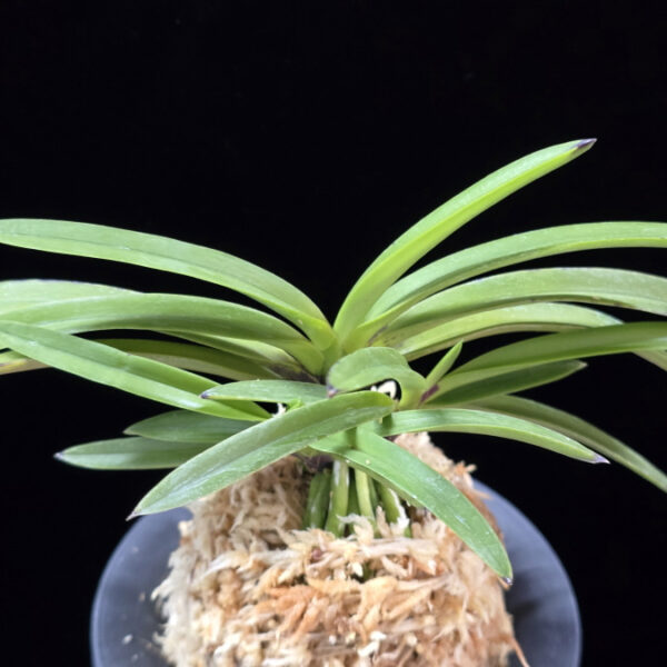 장자홍 長紫紅 Jangjahong