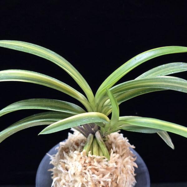 엄미호 奄美縞 Amami Shima