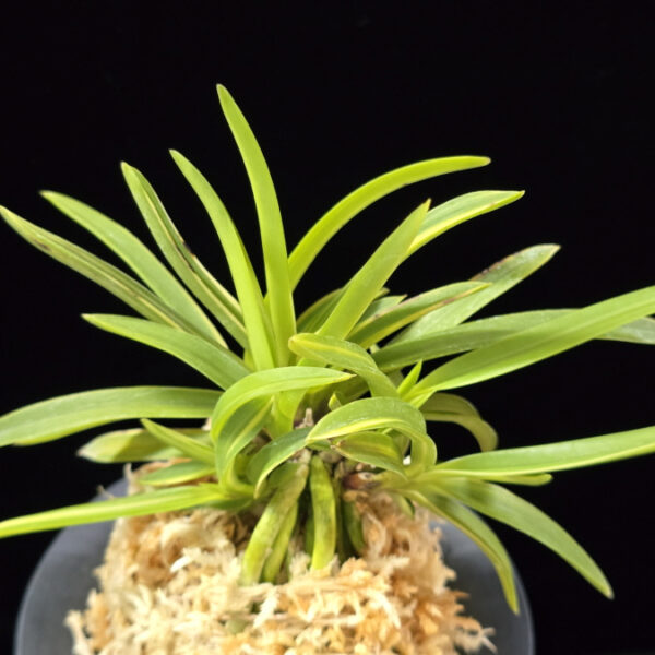 신호동 新湖東 Shinkotou