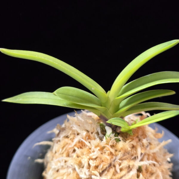 환희천 歓喜天 Hwanhuicheon(Kankiten) (ruby root)