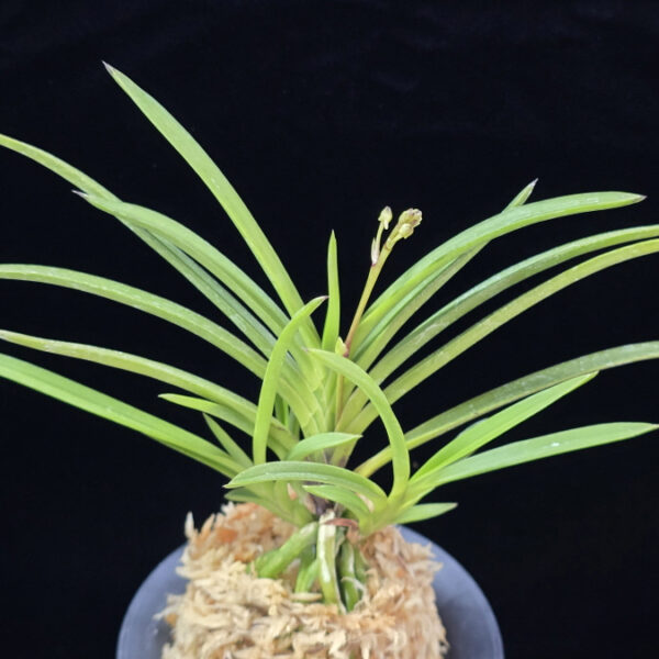 화선 花仙 Hwaseon (3spur)