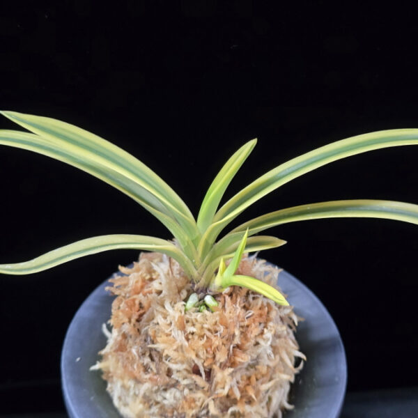 취보 翠宝 Suihou