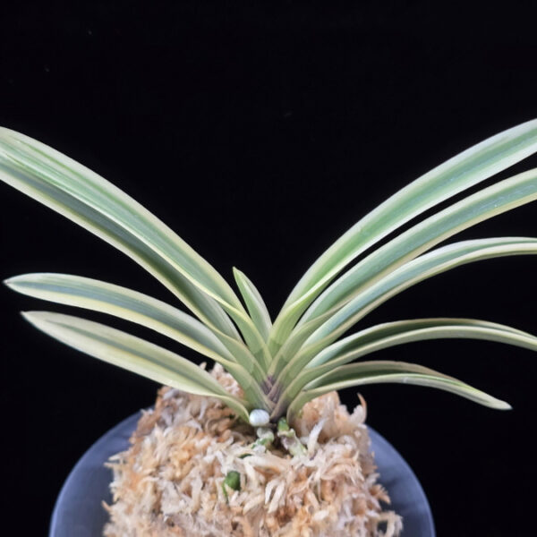 유리 琉璃 Yuri (Amami Kanpaku)