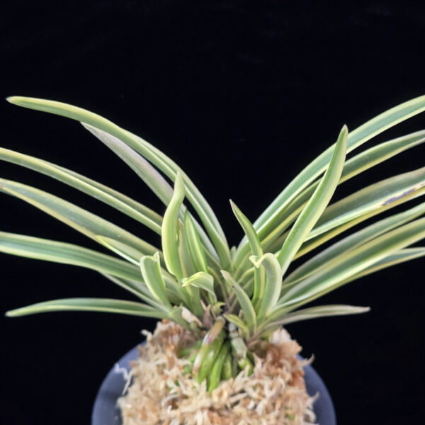 관악 冠岳  Gwanak