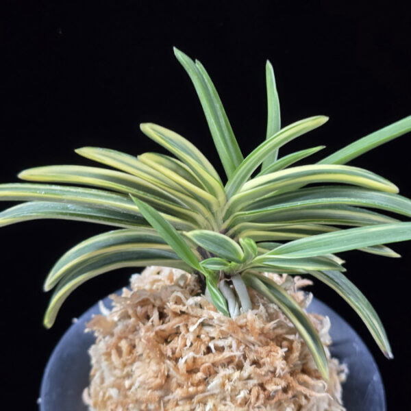 도조 都鳥 Miyakodori