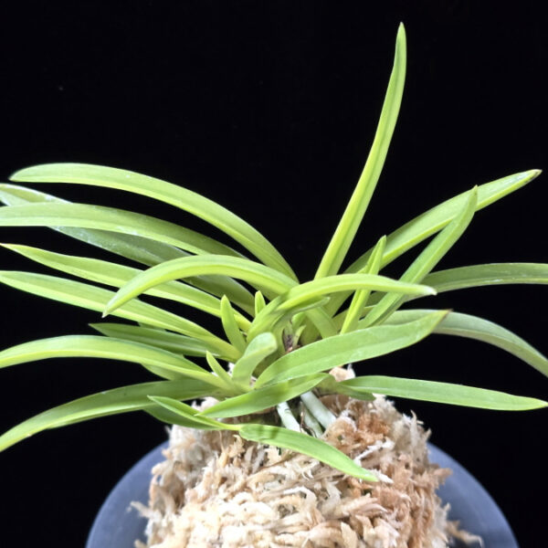 금화산 金華山 Kinkazan