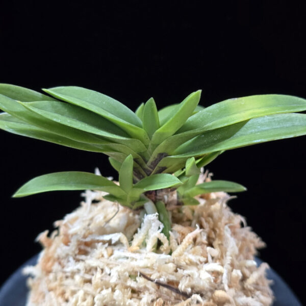 부용 芙蓉 Buyong