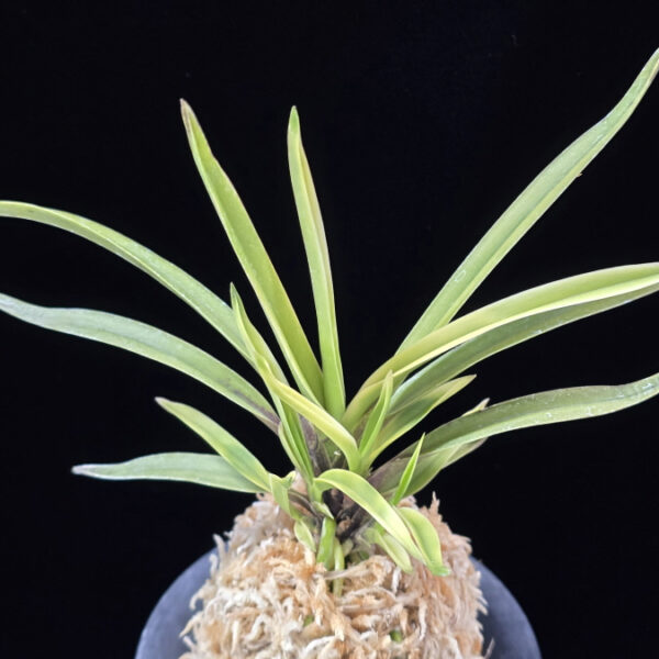 고궁 故宮 Gogung(Kokyu) (Ruby root)