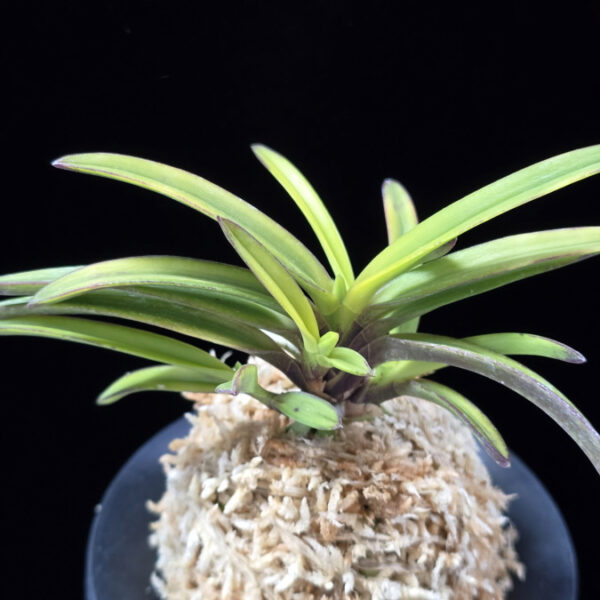 금루각복륜 金鏤閣覆輪 Kinroukaku Fukurin