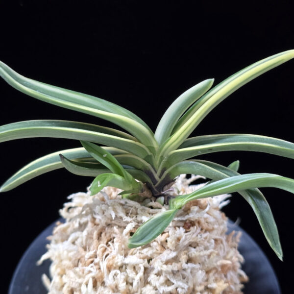 서학 西鶴 Saikaku