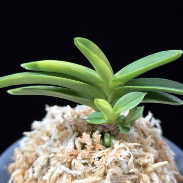 정설 淀雪 Jeongseol (Daiunkai+Yodo no matsu)