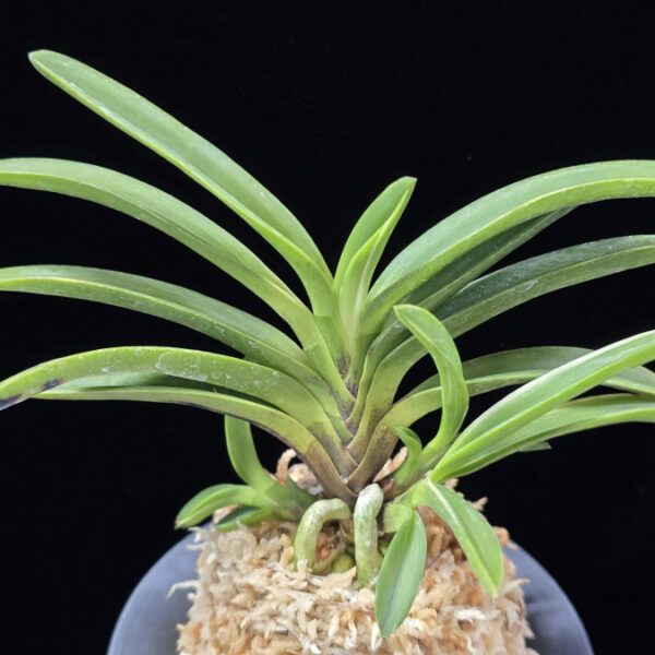 여은백호 麗殷白縞 Yeoeun Shiroshima