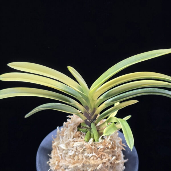 금직 錦織 Nishikiori