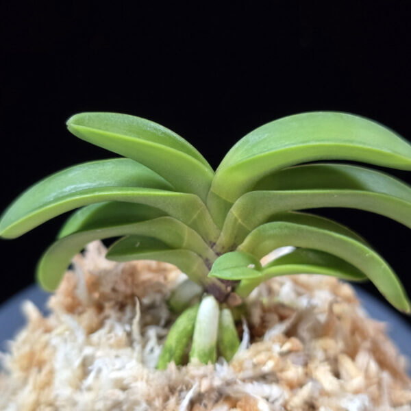 청담 淸潭 Cheongdam (Ruby root)