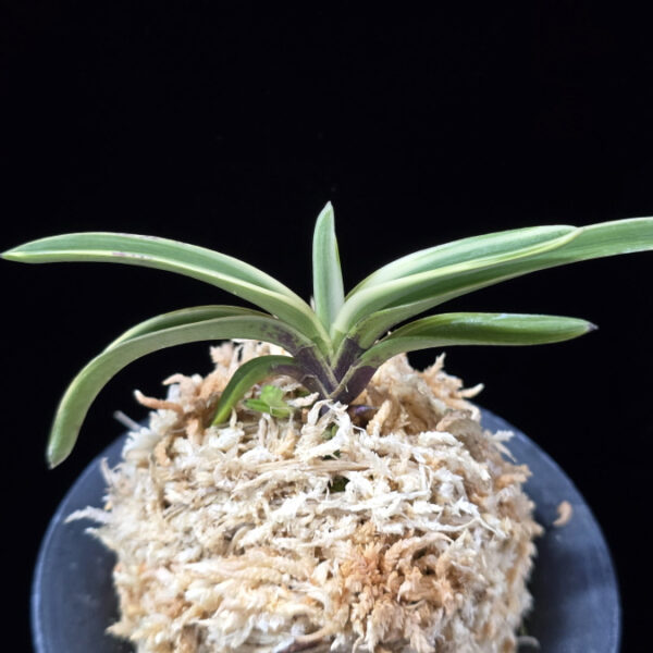 서학 西鶴 Saikaku