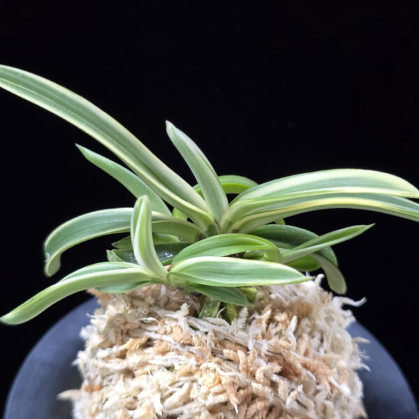 서학 西鶴 Saikaku