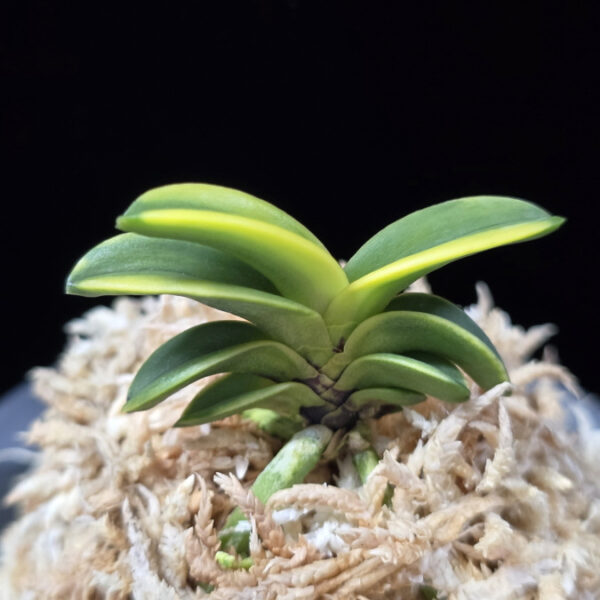 청해금 靑海錦 Seikai Nishiki