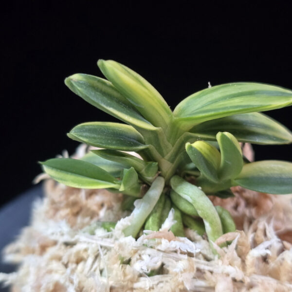 취월호 翠月湖 Chwiwolho(Seedling)