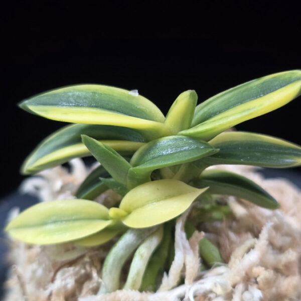 취월호 翠月湖 Chwiwolho(Seedling)