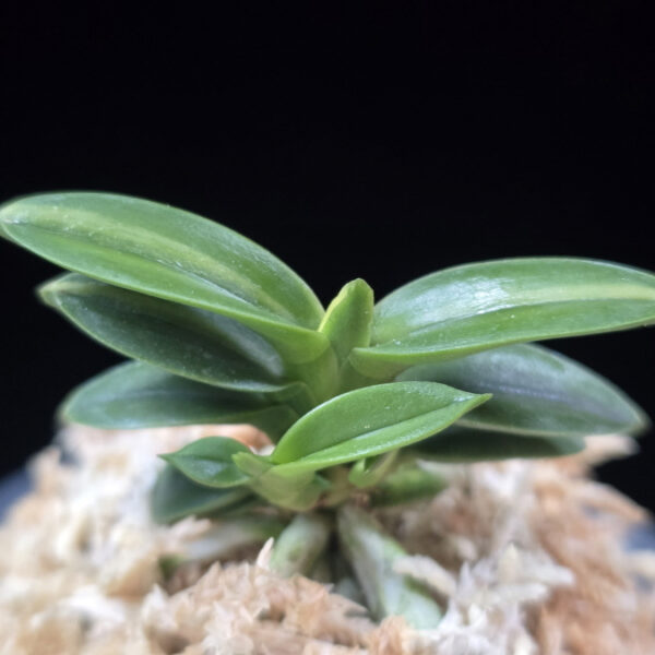 취월호 翠月湖 Chwiwolho(Seedling)