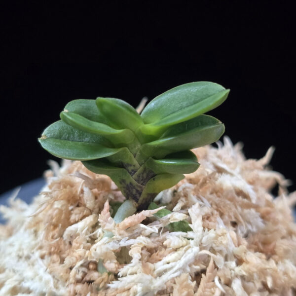 불이환 不二丸 Bulihwan