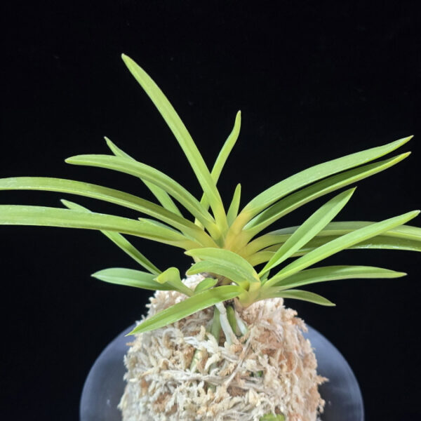 신기루 蜃気楼 Shinkirou