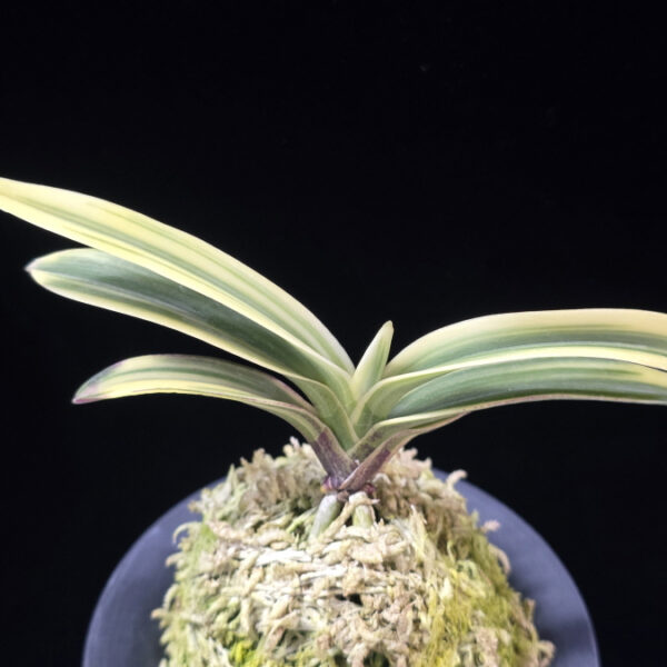 원창 圓窓 Wonchang(Enso)