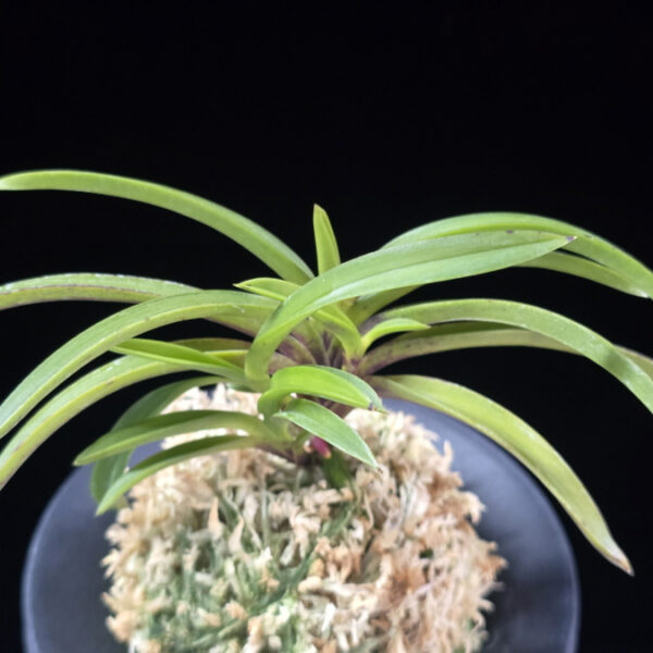 단정홍 丹頂紅 Danjeonghong