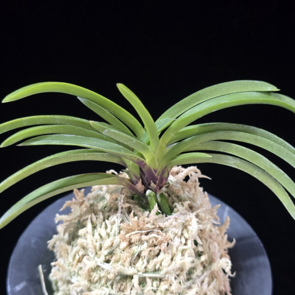 단정홍 丹頂紅 Danjeonghong