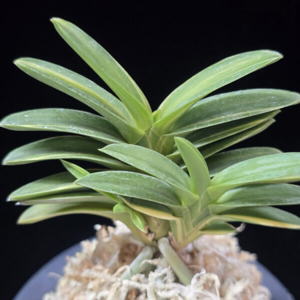 녹채보 緑彩宝 Ryokusaiho