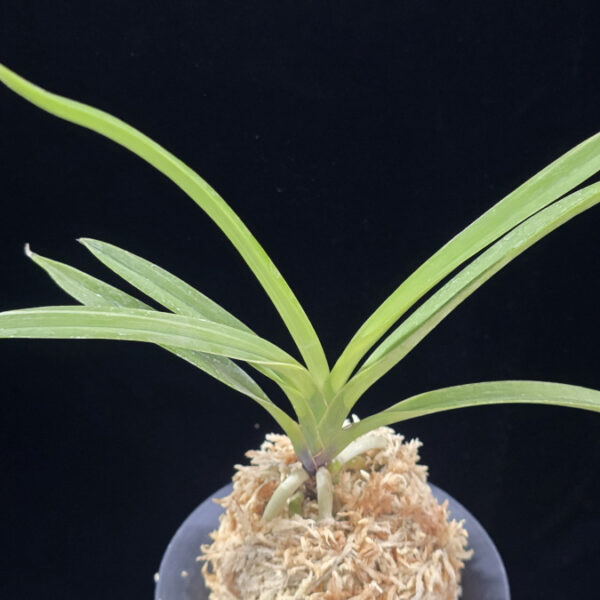 서능금 西凌錦  Seoneunggeum