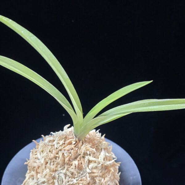 서능금 西凌錦  Seoneunggeum