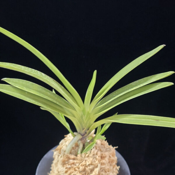 서능금 西凌錦  Seoneunggeum