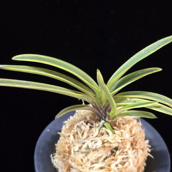 능직 綾織 Ayaori(Neungjik)