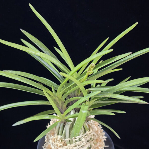 황화 黄花 Kibana