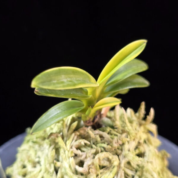 건국 建國 Kenkoku