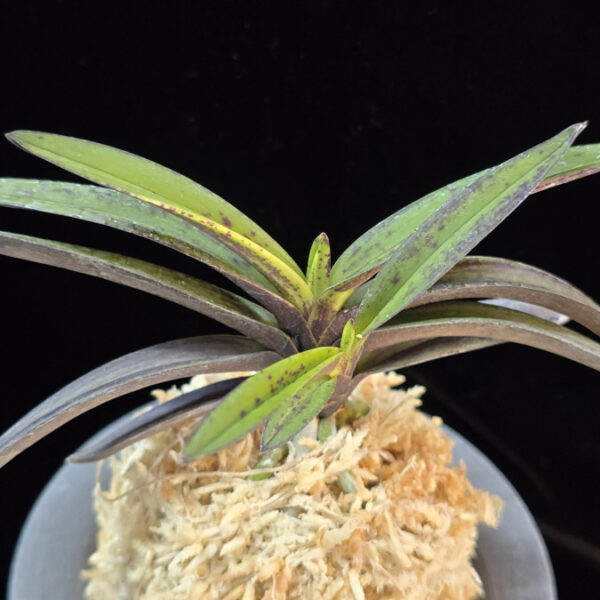 천지연 天池淵 Cheonjiyeon