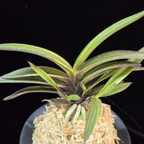 천지연 天池淵 Cheonjiyeon