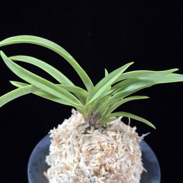 설중송 雪中松 Seoljungsong (Secchusho)