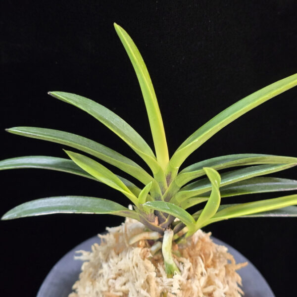 금모단 金牡丹 Kinbotan (Ruby root)