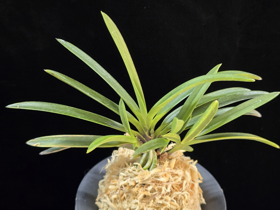 흑모단호 黒牡丹縞 Kokubotan Shima 흑모단호 黒牡丹縞 Kokubotan Shima