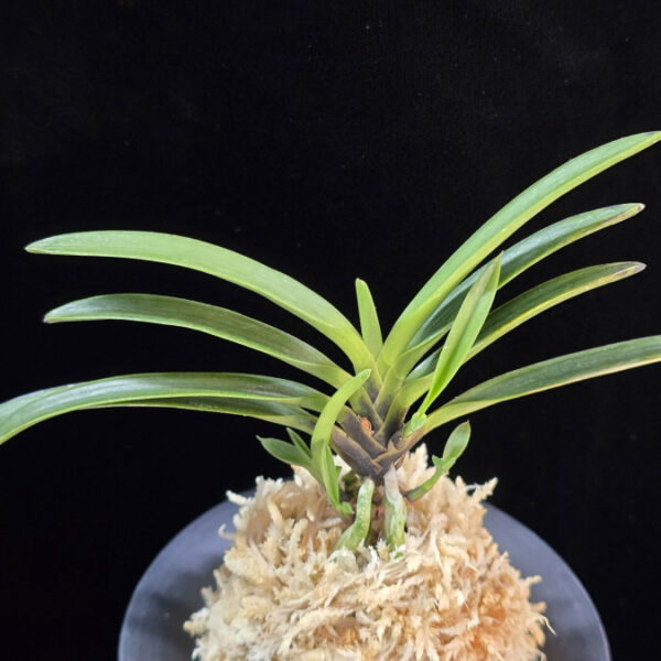 흑모단 黒牡丹 Kokubotan