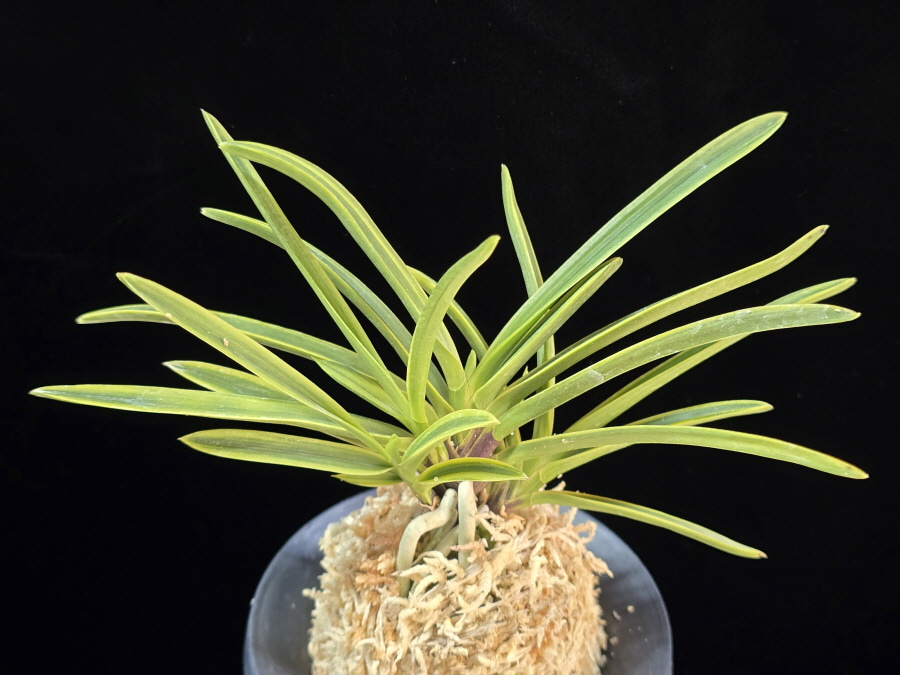 장생전 長生殿 Choseiden 장생전 長生殿 Choseiden